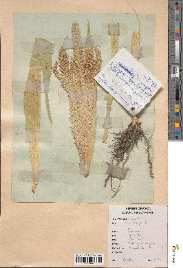 spécimen de Zea mays