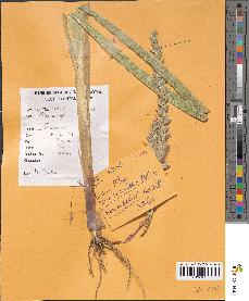 spécimen de Zea mays