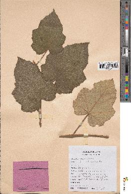spécimen de Rubus alceifolius