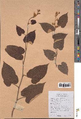 spécimen de Rubus moluccanus