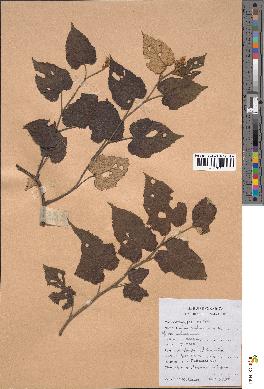 spécimen de Rubus moluccanus