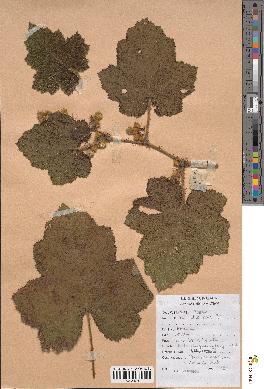 spécimen de Rubus moluccanus