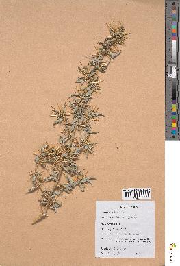spécimen de Rubus moluccanus