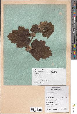 spécimen de Rubus alceifolius