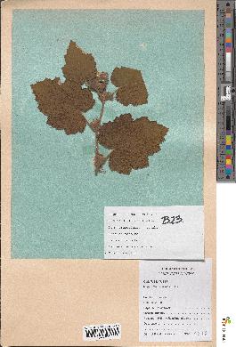 spécimen de Rubus alceifolius
