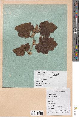 spécimen de Rubus alceifolius