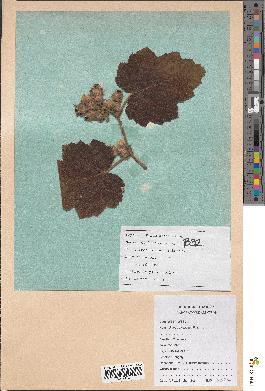 spécimen de Rubus alceifolius