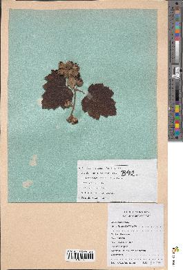 spécimen de Rubus alceifolius