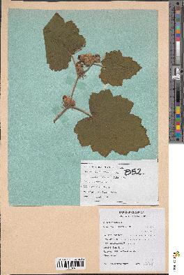 spécimen de Rubus alceifolius