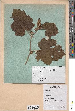 spécimen de Rubus alceifolius