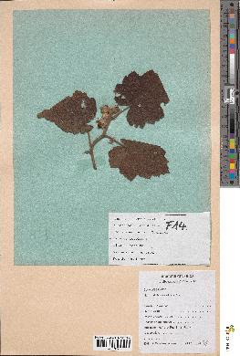 spécimen de Rubus alceifolius