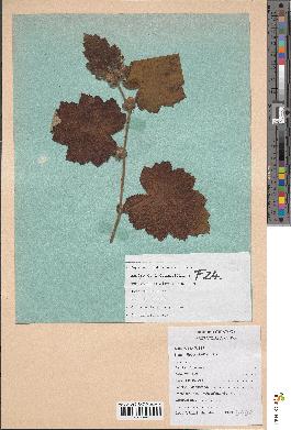 spécimen de Rubus alceifolius