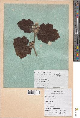 spécimen de Rubus alceifolius