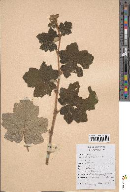 spécimen de Rubus alceifolius