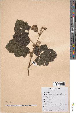 spécimen de Rubus alceifolius