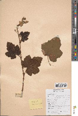 spécimen de Rubus alceifolius