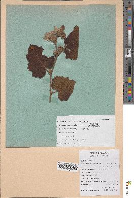 spécimen de Rubus alceifolius