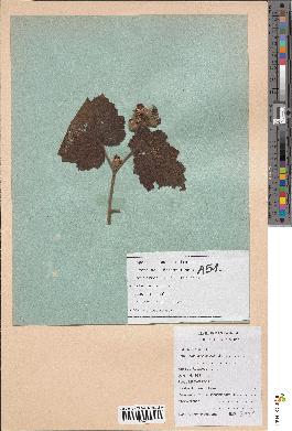 spécimen de Rubus alceifolius