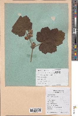 spécimen de Rubus alceifolius
