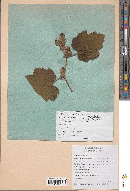 spécimen de Rubus alceifolius