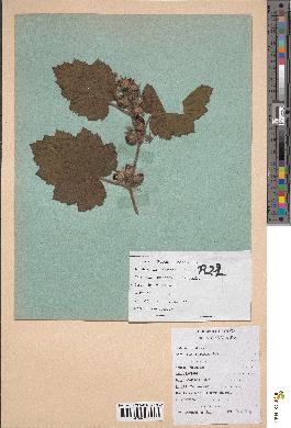 spécimen de Rubus alceifolius
