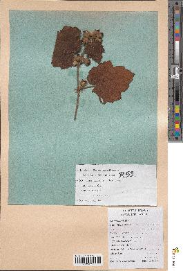 spécimen de Rubus alceifolius