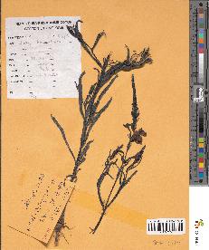 spécimen de Striga hermonthica