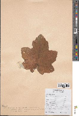 spécimen de Rubus alceifolius