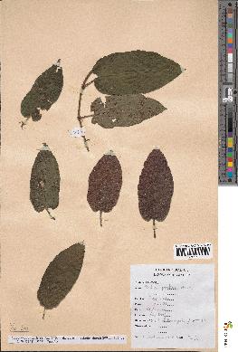 spécimen de Rubus parkeri
