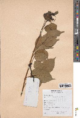 spécimen de Rubus leucanthus