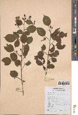 spécimen de Rubus leucanthus