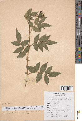 spécimen de Rubus inopertus