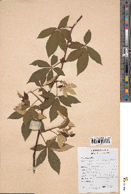 spécimen de Rubus cochinchinensis
