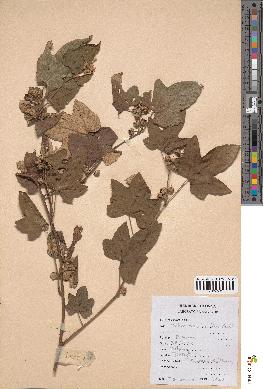 spécimen de Rubus chevalieri
