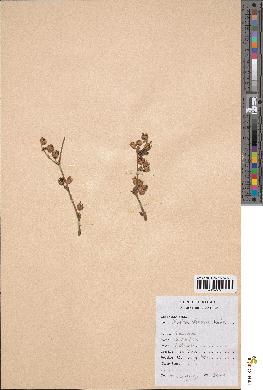 spécimen de Rubus clemens