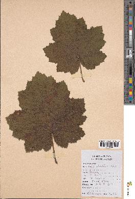 spécimen de Rubus alceifolius