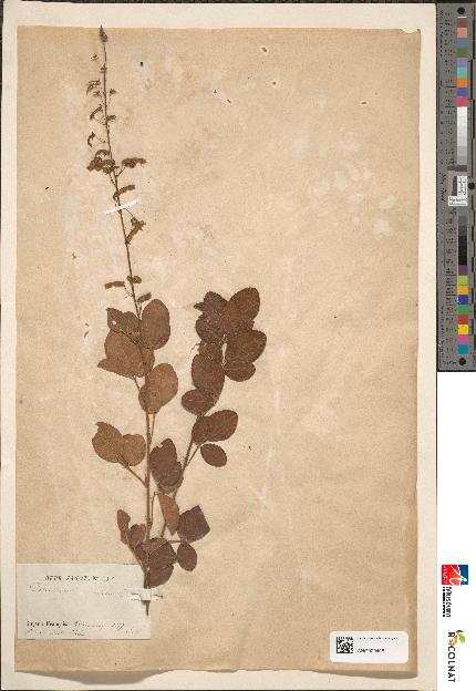 spécimen de Desmodium adscendens