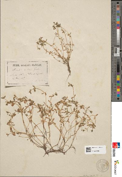 spécimen de Montia rivularis