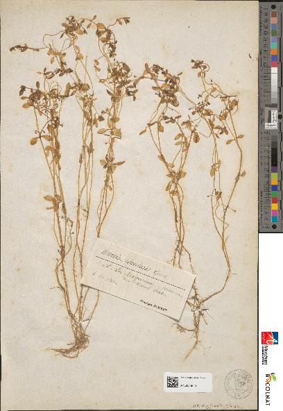 spécimen de Montia rivularis