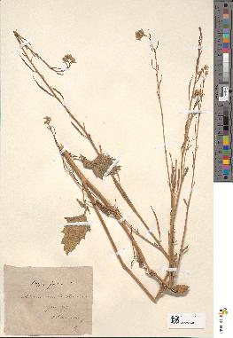 spécimen de Sinapis juncea