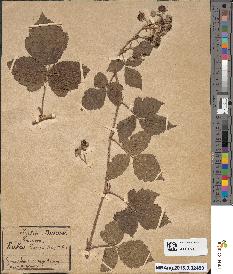 spécimen de Rubus vestitus x caesius