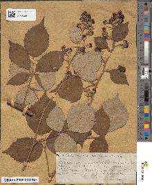 spécimen de Rubus genevieri