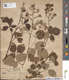 spécimen de Rubus radula x tomentosus