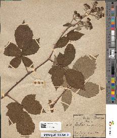 spécimen de Rubus collicolus