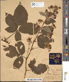 spécimen de Rubus candicans
