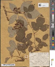 spécimen de Rubus candicans