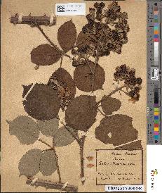 spécimen de Rubus propinquus