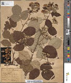 spécimen de Rubus ulmifolius