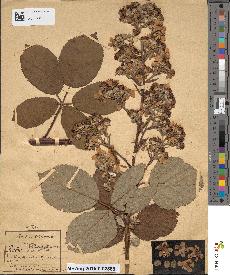 spécimen de Rubus clethraphilus