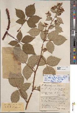 spécimen de Rubus bouvetianus